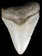 Bargain, Megalodon Tooth - North Carolina #54756-1